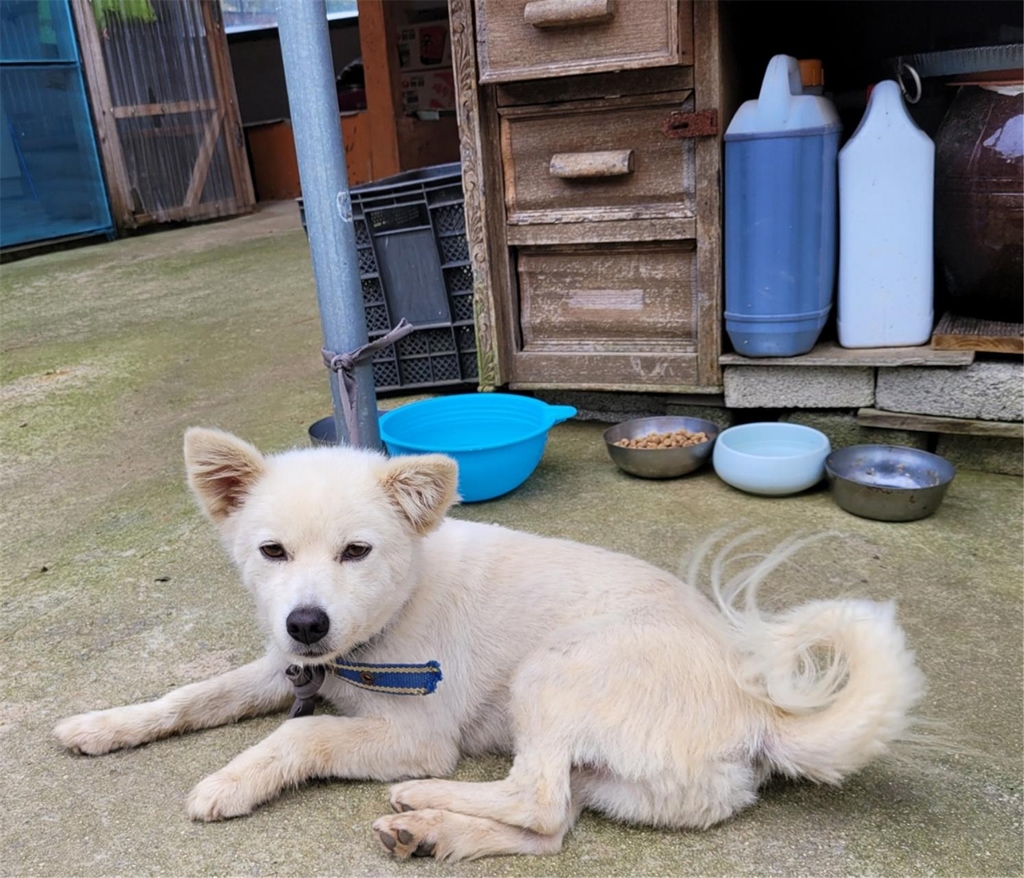 할머니 곁을 지킨 백구[충남 홍성군 제공. 재판매 및 DB 금지]