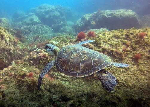 국내에서 처음 발견된 국제 멸종위기종 ‘푸른바다거북’이 지난 8월 한려해상국립공원에 속한 홍도 인근 해역에서 유영하는 모습. 국립공원공단 제공