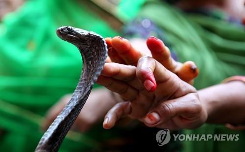 인도 코브라. [EPA 연합뉴스 자료사진. 재판매 및 DB 금지]