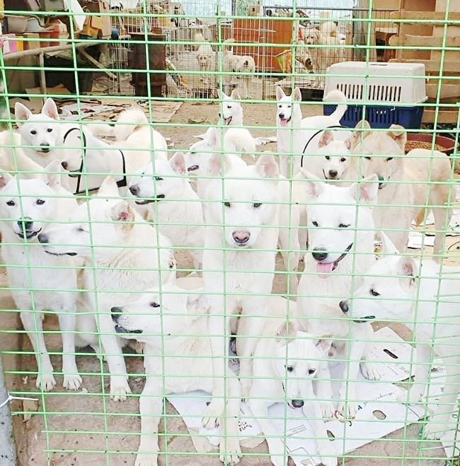 대전 유성구의 사설 동물보호시설 시온쉼터가 철거 위기를 맞아 223마리의 유기견들이 추운 날 갈 곳을 찾지 못하고 있다. 오은숙 시온쉼터 소장 제공. 재판매 및 DB 금지.