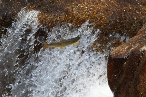 오대산국립공원 오대천에 서식하고 있는 열목어 모습. 오대산국립공원사무소 제공