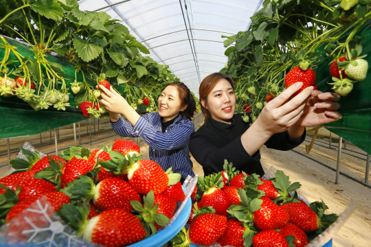 품질· 맛 뛰어난 프리미엄 딸기… 동남아 최고급 식재료로 ‘우뚝’