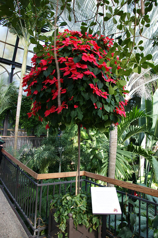 미국 롱우드 가든의 외목대로 키운 포인세티아 스탠더드.  박원순 제공