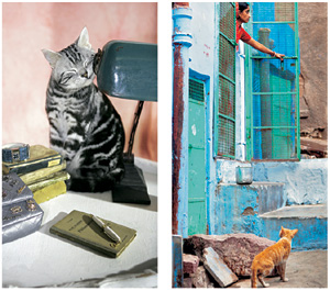 케이티 김의 고양이 사진. 왼쪽은 ‘보그 코리아’ 화보, 오른쪽은 인도서 찍은 것.