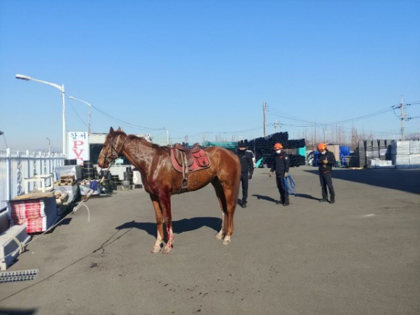교통사고후 포획된 말