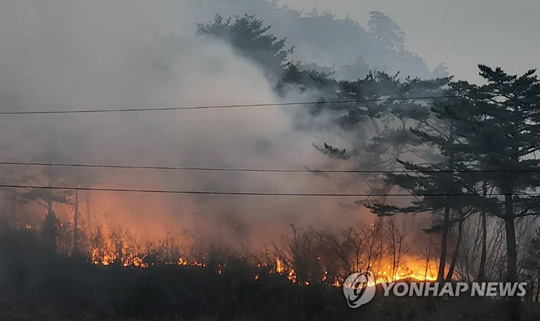 (삼척=연합뉴스) 7일 오전 강원 삼척시 원덕읍 사곡리에서 산불이 띠를 형성하며 확산하고 있다. 2022.3.7