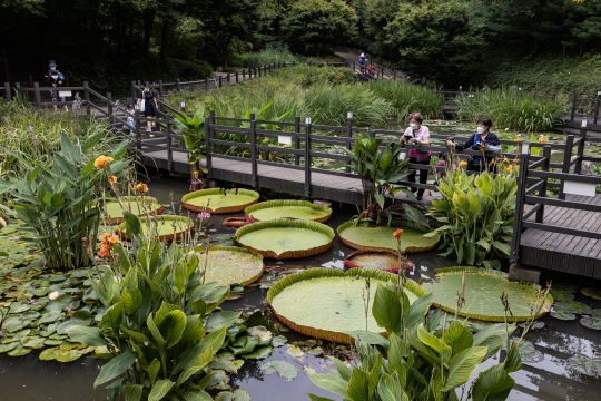 지난해 아차산 생태연못에 빅토리아수련이 활짝 피어 있다. 광진구는 올해도 아차산 생태공원에 빅토리아수련 정원을 따로 마련하고, 야생화원 등 녹지공간을 꾸며 다양한 볼거리를 제공할 계획이다.  광진구청 제공
