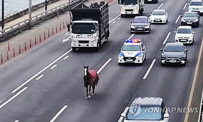 (서울=연합뉴스) 18일 강변북로 구리 부근에서 말 한 마리가 도로를 활보하고 있다. 2022.3.18 [독자제공. 재판매 및 DB금지]