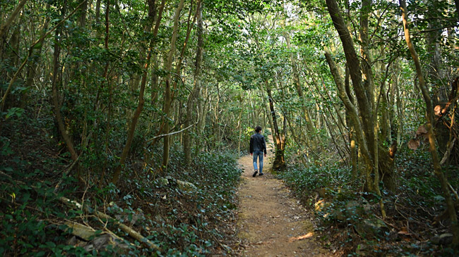 홍도 1구 마을에서 깃대봉 가는 길. 상록림이 그득한 숲길이다.