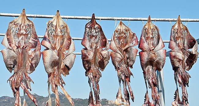 빨랫줄에 내걸린 홍어. 이렇게 말려서 홍어포무침을 해먹는다.