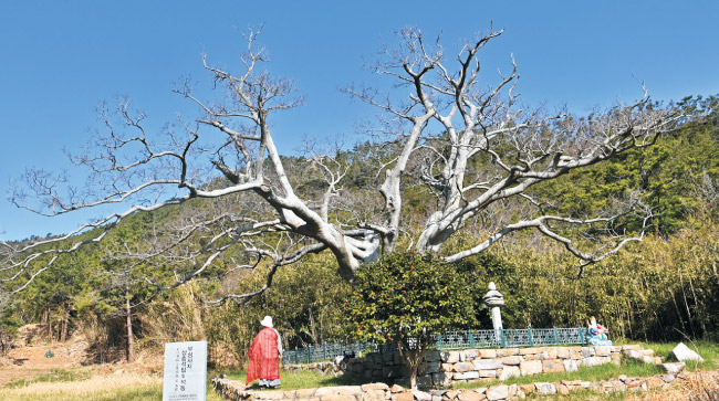 팽나무 노거수가 자라고 있는 무심사 절터.