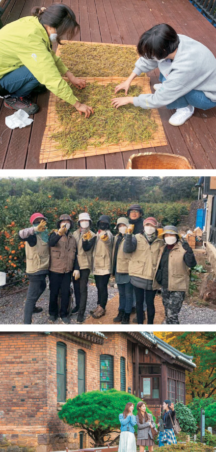 사진 위부터 고사리 꺾기 체험에 참가한 이들이 고사리를 말리는 모습, 노지 감귤따기 체험 참가자들, 대구 인물기행이 들르는 청라언덕의 선교사 주택.