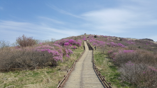 철쭉꽃이 피어난 지리산 노고단의 봄 풍경. 지리산국립공원 사무소가 오는 5월부터 6월 초까지 무료로 노고단에서 야생화를 탐방하는 체험 프로그램을 진행한다.