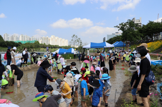 5월 27일 서울 금천구 안양천 하안도보교 옆 생태텃논에서 어린이들이 모내기 등 체험활동을 하고 있다. 금천구청 제공