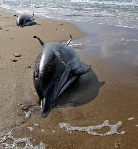 지난 3월 러시아군의 폭격으로 죽은 돌고래 두 마리가 터키 흑해 해안에 널브러져 있다.   터키 해양 연구재단 홈페이지