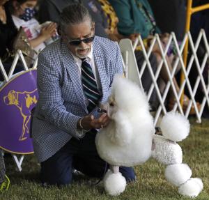 제146회 웨스트민스터 케넬 클럽 도그 쇼에 참가한 푸들의 모습. EPA·연합뉴스