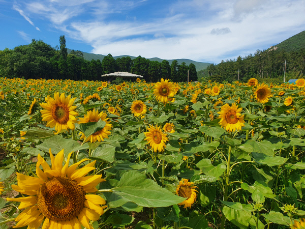 완도군 보길면 세연정 정원에 노란 해바라기가 만개해 장관을 이루고 있다. 완도군청 제공