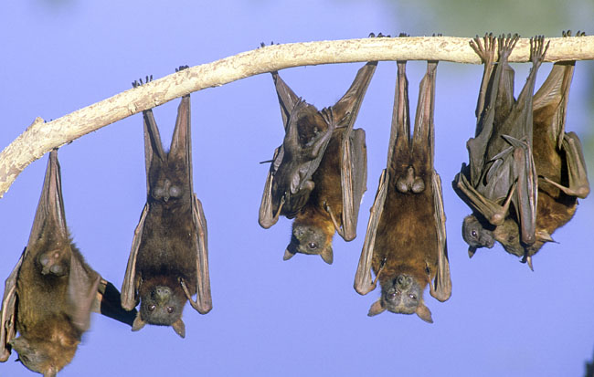 과일박쥐. 게티이미지뱅크