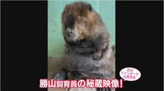 배를 긁는 듯한 행동을 하고 있는 이다 시립동물원의 미국 비버 FNN 캡쳐