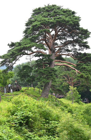 지리산 깊은 골짜기의 오지마을인 와운마을 뒷산 능선 위에서 자라는 지리산 천년송. 실제 수령은 500살 남짓이지만 거대한 위용과 압도적인 자태 덕분에 천년송이란 이름이 부끄럽지 않다.