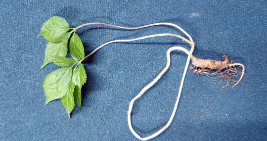 춘천 남이섬서 발견된 산삼 한 뿌리. 연합뉴스