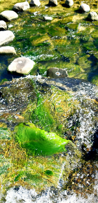 녹조류로 뒤덮인 청계천 징검다리 풍경. 2021년 7월 중순 촬영