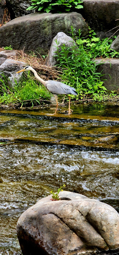 청계천 광교 인근 자연석 형상의 징검다리 위에 노란 개갓냉이 꽃이 피어 있다. 물고기를 노리는 왜가리가 징검다리 곁을 걷고 있다. 6월 하순 촬영