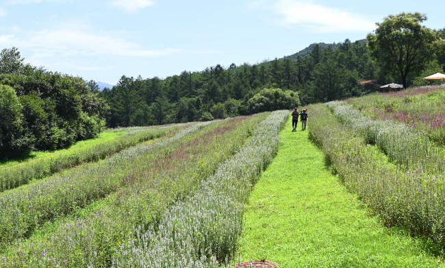 경북 봉화군 춘양면 서벽리 백두대간수목원의 야생화정원. 정원은 수목원의 랜드마크 격인 한국 호랑이숲으로 가는 길에 있다. 지금 여름꽃인 털부처꽃과 긴산꼬리풀이 만개해 야생화 정원의 구릉을 온통 뒤덮고 있다.