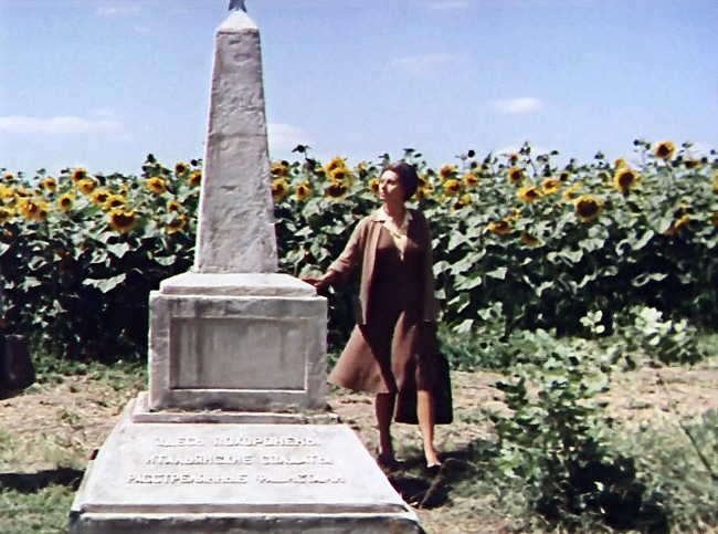 1934년 9월 20일 이탈리아에서 태어난 소피아 로렌 주연의 1970년 작 영화 ‘해바라기’. 2차세계대전에 징집돼 우크라이나 전선으로 갔다 실종된 남편을 찾는 아내 조반나가 해바라기밭에서 위령비를 바라보고 있다. 자료사진