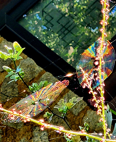 성북동 길상사 경내 이삭여뀌에 걸린 거미줄이 아침 햇살에 무지개빛으로 영롱하게 반짝이고 있다. 9월24일 촬영