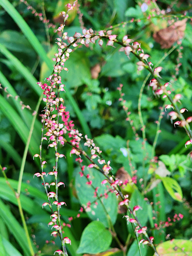 성북동 길상사 경내 초가을은 곳곳에  붉은 이삭여뀌가 무리지어 피어 있어 운치를 더한다. 꽃과 열매가 맺힌 모습. 9월24일 촬영