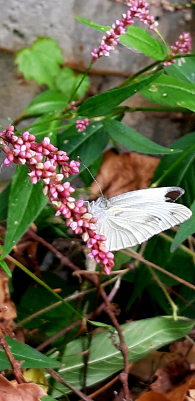 개여뀌에 배추흰나비가 꿀을 빠는 모습. 여뀌를 자세히 살펴보면 열매처럼 보이는 작은 알갱이들이 모두 꽃이란 것을 알 수 있다. 경남 남해 지족.  2019년 10월1일 촬영