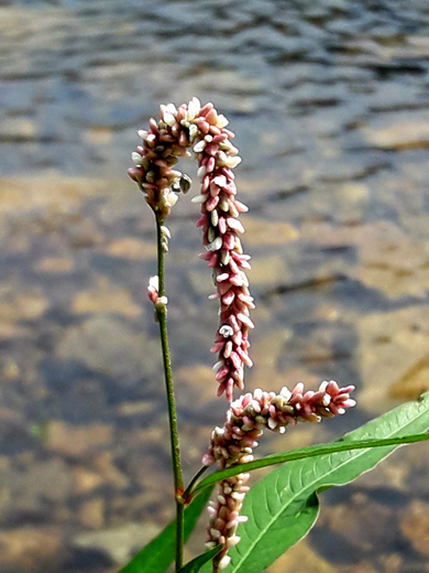 개울가에 자라는 개여뀌. 여뀌는  물터 가장자리처럼 서식처가 아주 불안정한 곳, 하천이나 개울가의 흐르는 물살에 의해 새롭게 만들어진 땅에서 살며 일시적으로 적합한 서식환경이 만들어지면 종자은행에서 일제히 발아해 군락을 만든다. 경남 남해 지족 촬영. 2018년 9월23일