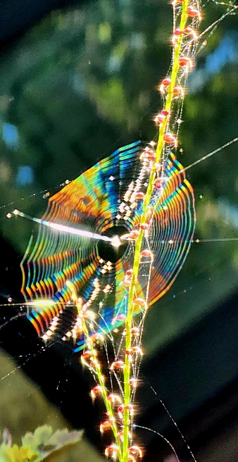 서울 성북동 길상사 경내 붉은 이삭여뀌에 걸린 거미줄에 아침이슬이 맺혀  햇살을 받아 무지개빛으로 영롱하게 반짝이고 있다. 9월24일 촬영