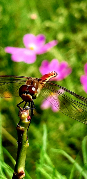 서울 용산 대통령실 뒤뜰 무궁화동산 인근 코스모스 밭 에서 고추잠자리가 휴식을 취하는 모습. 2020년 9월21일 촬영