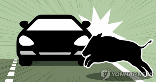 멧돼지 로드킬 일러스트. 연합뉴스