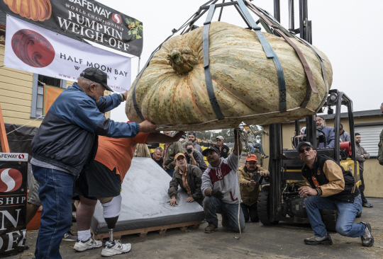 10일 미국 캘리포니아 하프문베이에서 열린 세계 호박 컨테스트에서 대회 관계자들이 출품된 호박을 검사하고 있다. UPI 연합뉴스