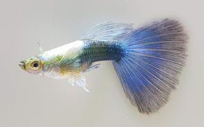 플래티넘 블루 턱시도(구피류)