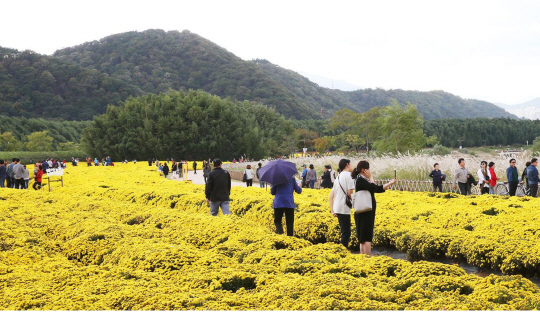 울산 태화강 국가정원에서 시민들이 국화 꽃을 즐기고 있다. 울산시청 제공