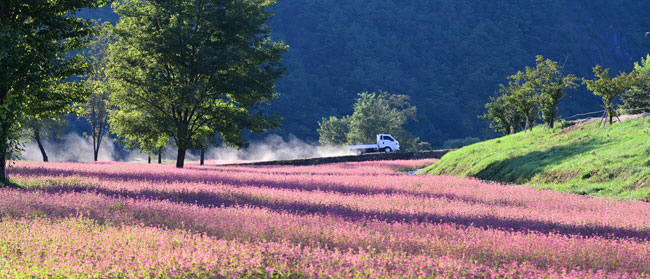 강원 영월군 영월읍 삼옥리 동강 변의 붉은 메밀꽃밭.