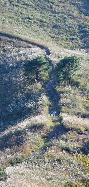 발구덕 마을에서 민둥산 정상으로 오르는 길. 반짝이는 억새 사이로 난 길이 정상까지 이어진다.