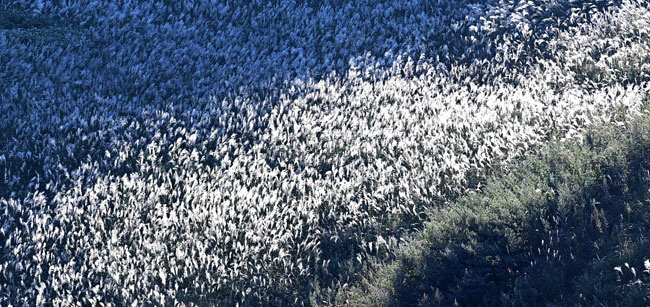 민둥산의 억새. 햇빛을 받아 반짝이는 억새꽃의 모습이 마치 인상파 화가가 그린 그림 같다.