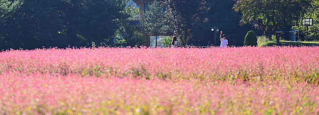 강원 영월군 영월읍 삼옥리 동강 변의 붉은 메밀꽃밭. 꽃이 절정으로 향하던 때의 모습이다. 지금은 기온이 뚝 떨어지면서 추위에 붉은 꽃이 바스러지며 져가고 있다. 붉은 꽃이 그득했을 때 이 꽃밭은 온통 연인들 차지였다.