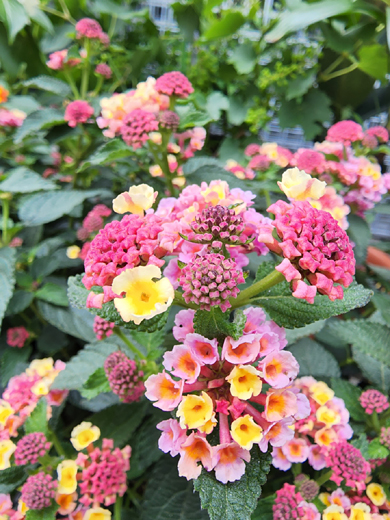 일곱가지 색깔의 옷을 갈아입는 란타나는 칠변화(七變花)란 별명을 갖고 있다. 지난 5월28일  서울 신촌 거리꽃집에서