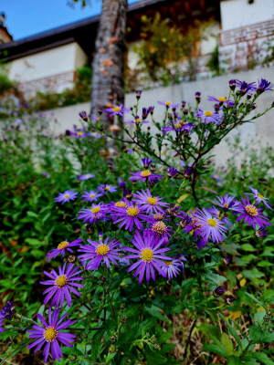 서울 서대문구 돈의문박물관마을 한옥을 배경으로 정원에 핀 청화쑥부쟁이. 10월23일 촬영