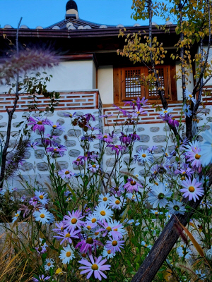 구절초와 분홍구절초. 쑥부쟁이와 달리 꽃잎 끝이 둥근 모습이 국화를 닮았다. 10월23일 돈의문박물관마을 촬영