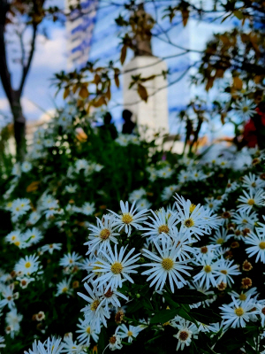 광화문 광장 이순신 장군 동상 주변에 식재돼 있는 하얀 쑥부쟁이. 10월31일 촬영
