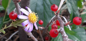 벌개미취와 까치밥나무 열매. 2019년 11월25일 돈의문박물관마을 촬영