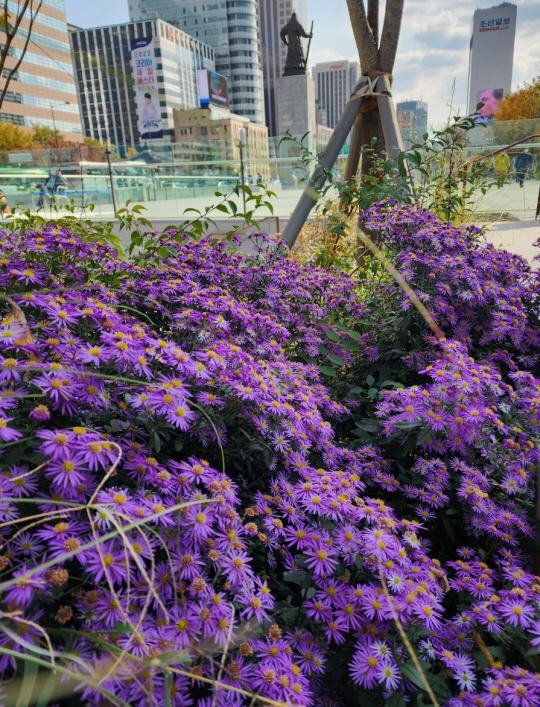 광화문 광장 이순신장군 동상 곁에서 가을 햇살을 받아 별빛처럼 청보라빛 향기를 뿜어내는 무리지어 피어있는 청화쑥부쟁이. 10월31일 촬영