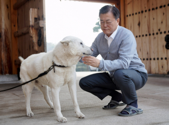 문재인 전 대통령이 2021년 2월 12일 청와대 관저에서 반려견 풍산개 마루를 돌보고 있다. 청와대 제공